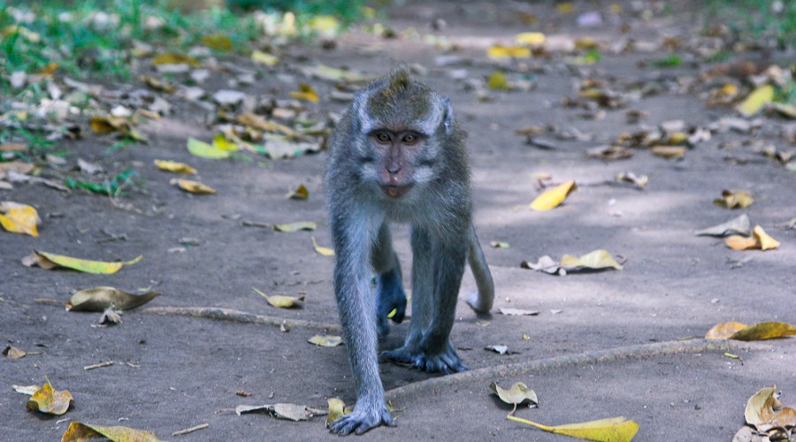 Лес обезьян на Бали. Мало слов и много фото