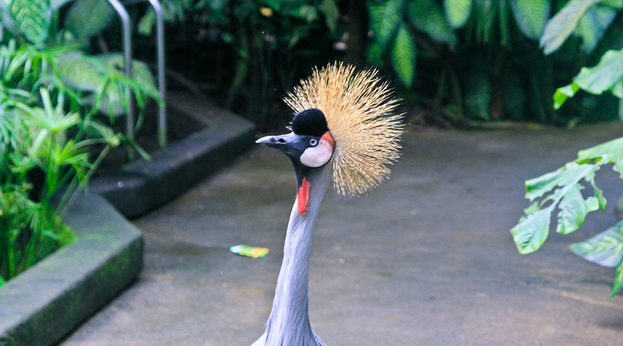 Парк птиц и рептилий на острове Бали. Как мы кормили крокодила)